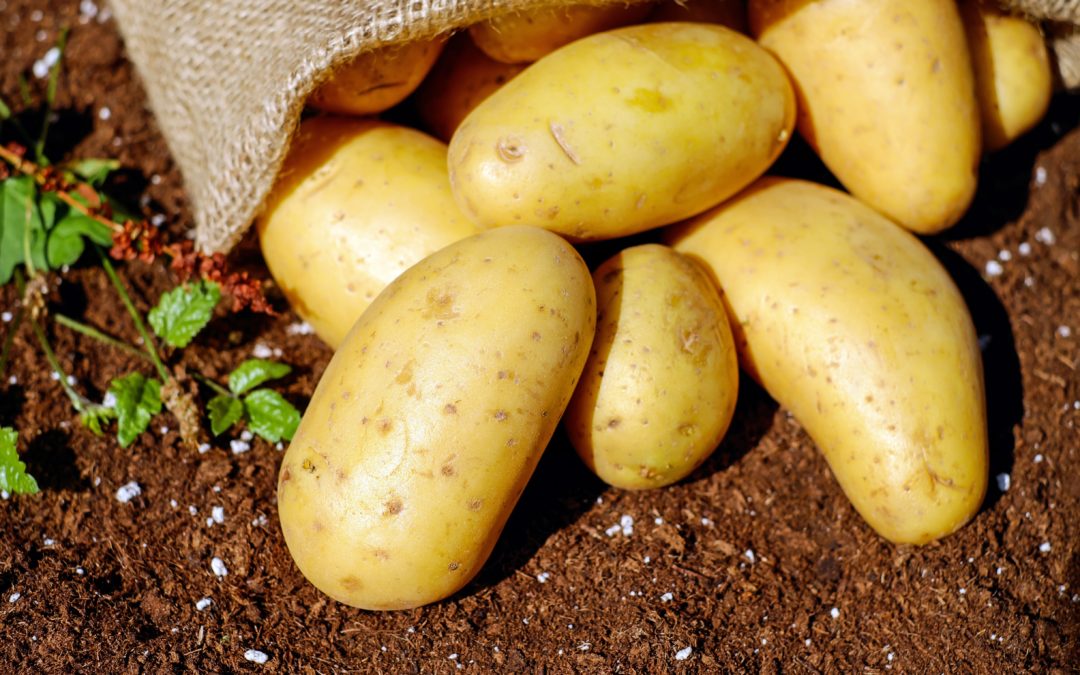 Chips, Anzünder und Reiniger aus Kartoffelschalen